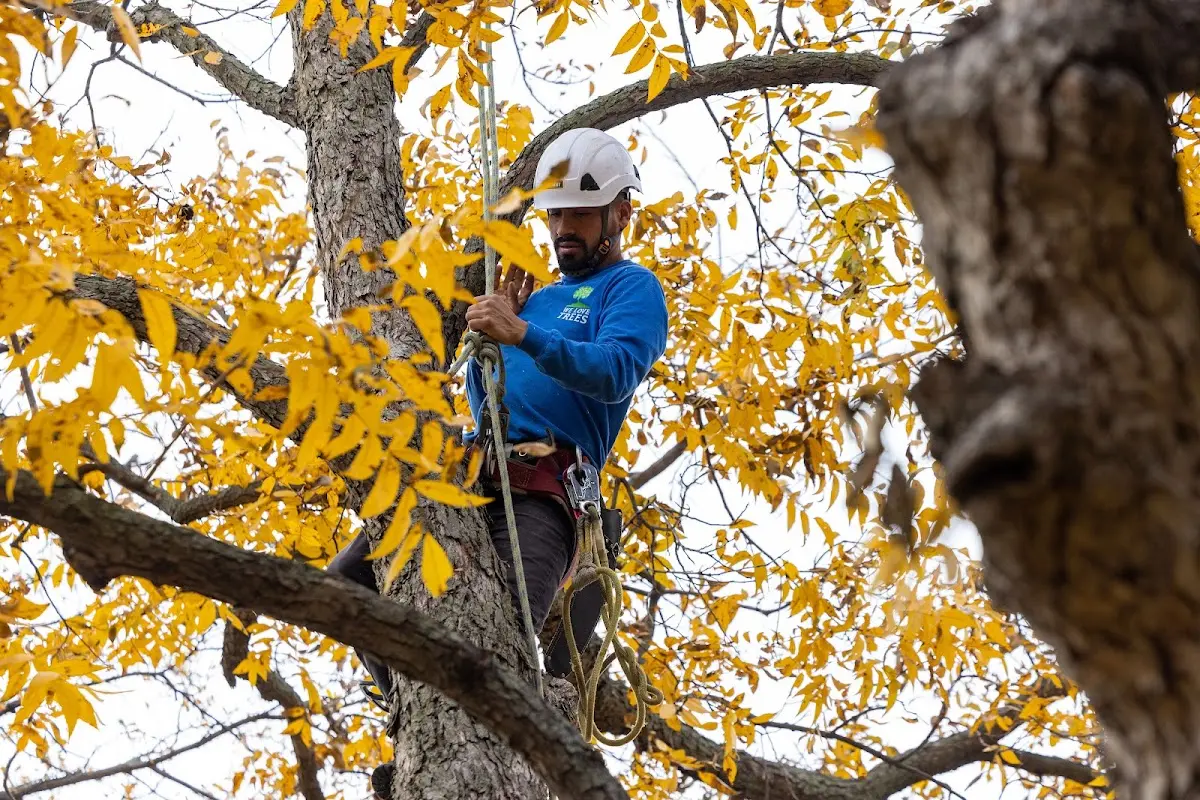 Skilled Tree Trimming crew working in Frankfort