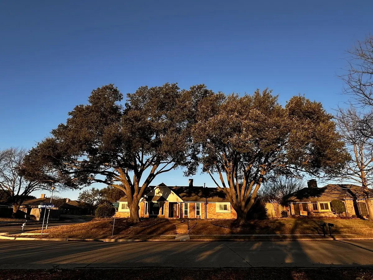 Established residential canopy tree shading a home in Frankfort